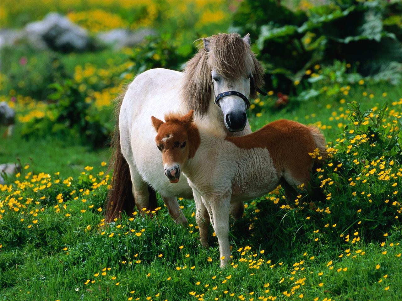 Konie - 1Shetland Pony With Foal.jpg