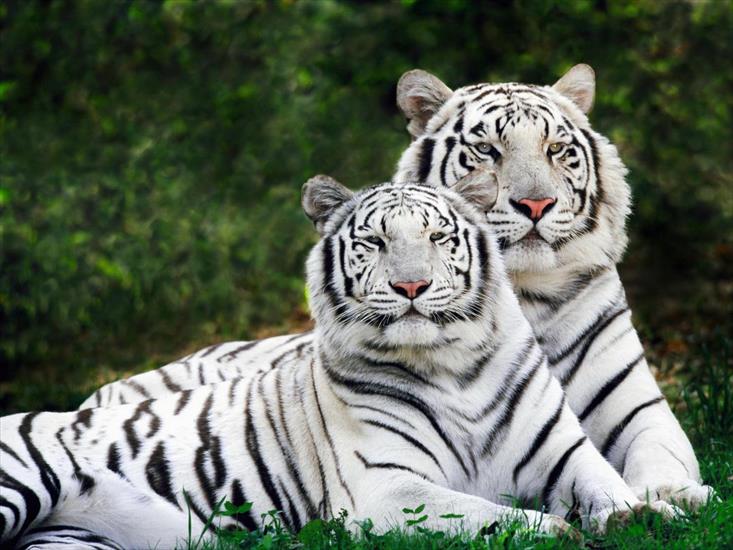 Super Tapetki HD - White_Bengal_Tigers.jpg