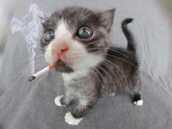 śmieszne obrazy - kot z papierosem.jpg