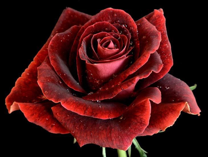 róże czerwone - tapety.joe.pl-piekny-czerwony-kwiat-rozy.jpg