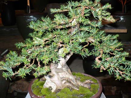 DRZEWKA BONZAI - puget-sound-bonsai-association-1.jpg
