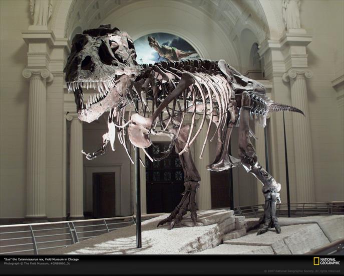 DINOZAURY - tyrannosaurus-rex-gn89860-3c-xl1.jpg